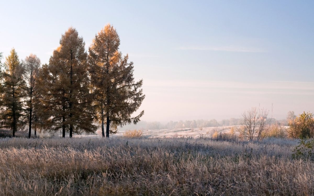 Árboles Marrones en el Campo de Hierba Marrón Durante el Día. Wallpaper in 2560x1600 Resolution