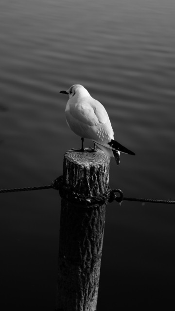 Image white bird on brown wooden post