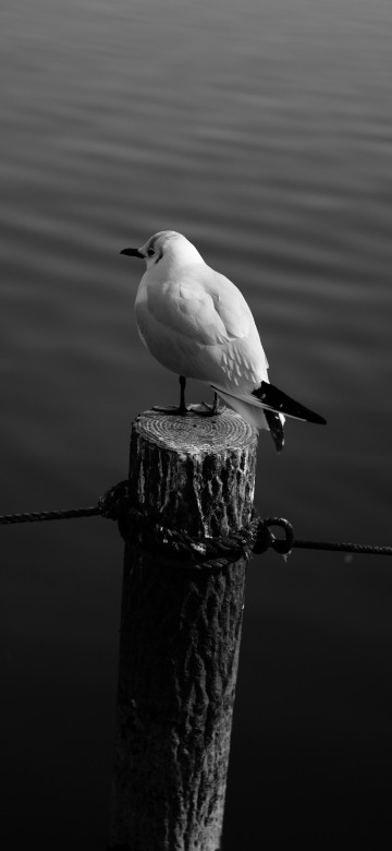 Image white bird on brown wooden post