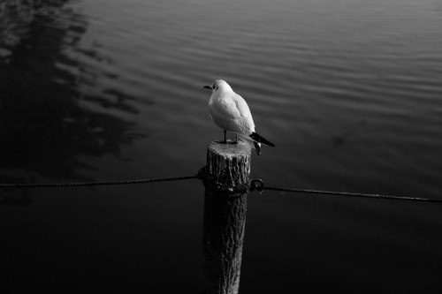 Image white bird on brown wooden post