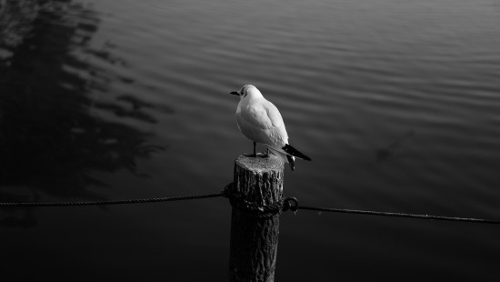 Image white bird on brown wooden post