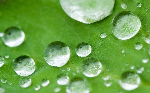 Image water droplets on green leaf