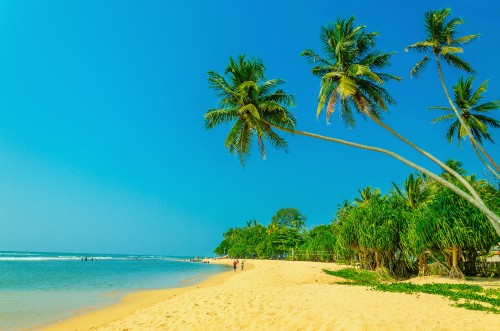 Image green palm tree on white sand beach during daytime