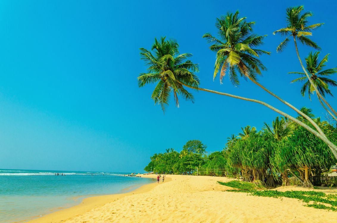 green palm tree on white sand beach during daytime