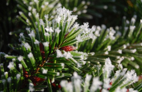 Image green plant covered with snow