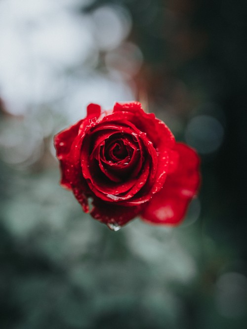 Image red rose in bloom during daytime