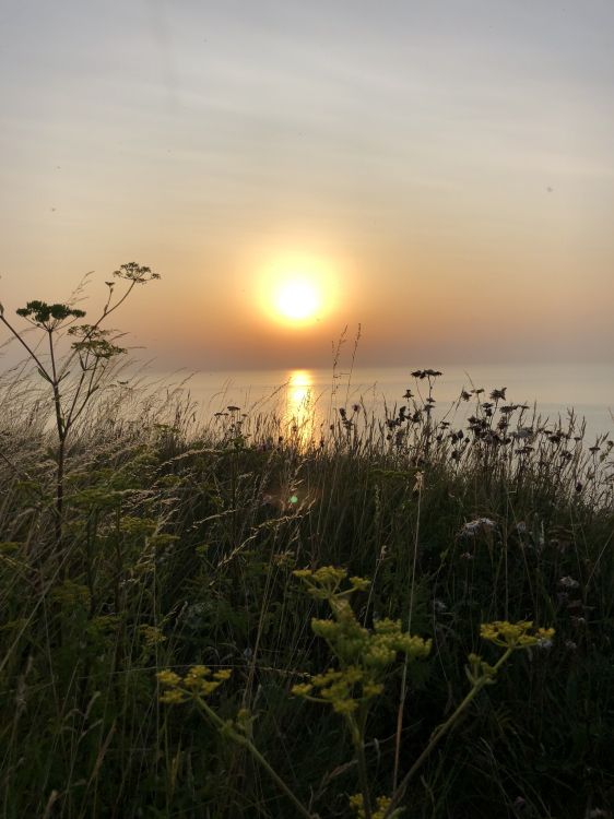 sun, nature, vegetation, sunset, dusk