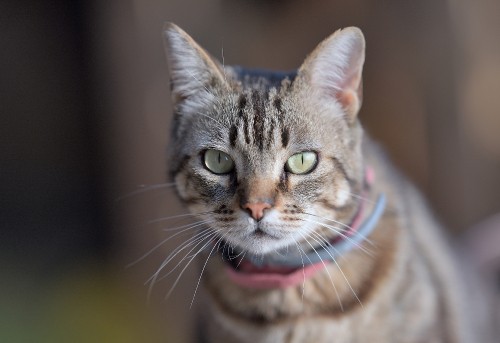 Image whiskers, dragon li, european shorthair, american shorthair, aegean cat