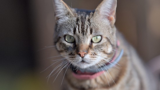 Image whiskers, dragon li, european shorthair, american shorthair, aegean cat