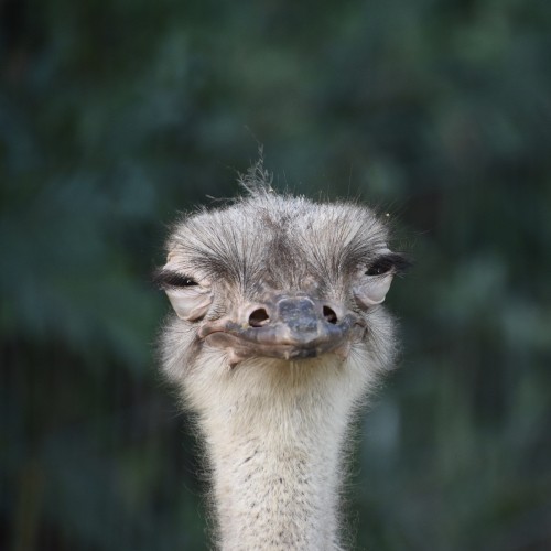 Image brown and gray ostrich head