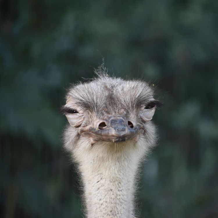 brown and gray ostrich head