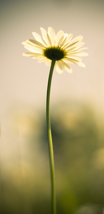 Image white and yellow daisy in bloom
