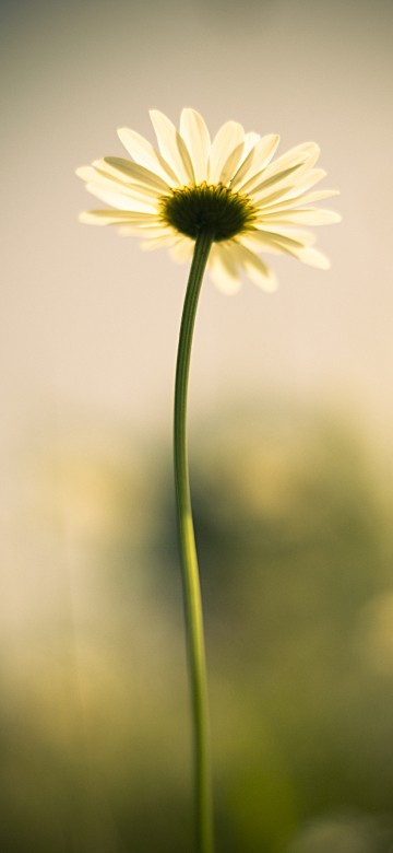 Image white and yellow daisy in bloom