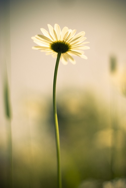 Image white and yellow daisy in bloom