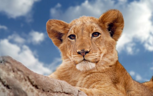 Image brown lioness on gray rock under blue and white cloudy sky during daytime