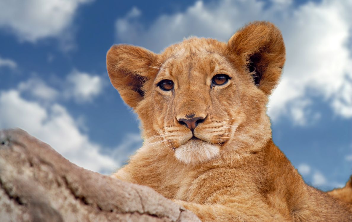 brown lioness on gray rock under blue and white cloudy sky during daytime