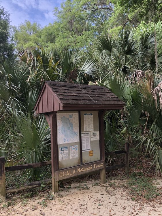 Palme, Immobilie, Biologie, Wissenschaft, Woody Pflanze. Wallpaper in 1536x2048 Resolution