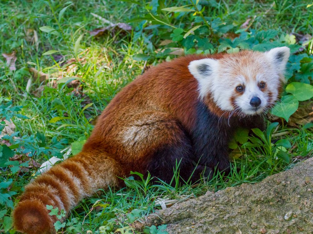 小熊猫, 大熊猫, 陆地动物, 野生动物, 动植物 壁纸 2048x1536 允许