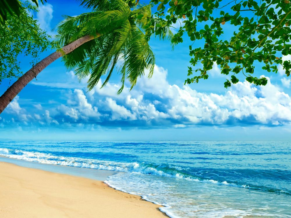 Palm Tree on Beach Shore During Daytime. Wallpaper in 4000x3000 Resolution