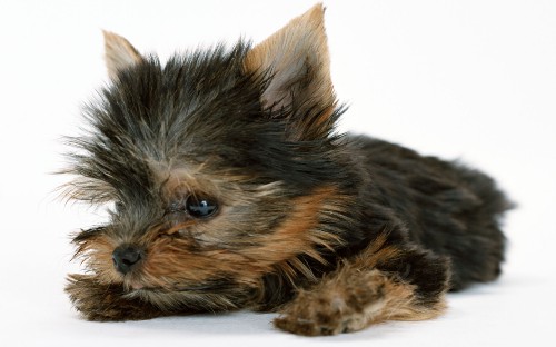 Image black and brown long coated small dog