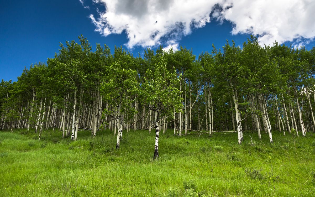 Campo de Hierba Verde Con Árboles Verdes Bajo un Cielo Azul y Nubes Blancas Durante el Día. Wallpaper in 3840x2400 Resolution