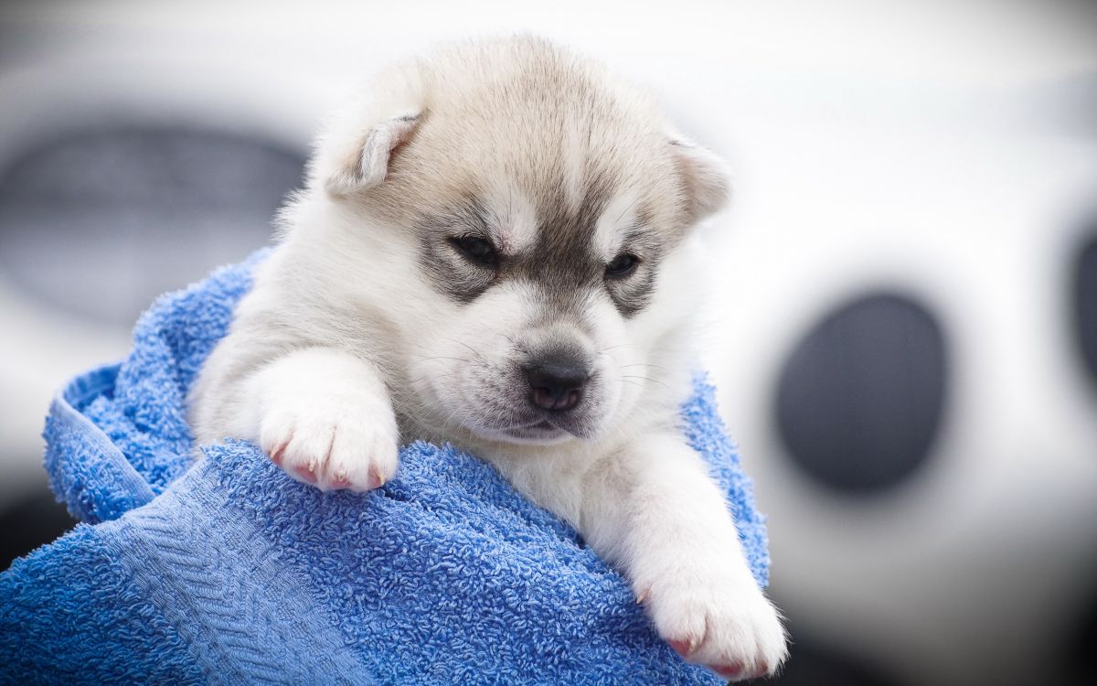 Chiot Blanc et Marron Sur Textile Bleu. Wallpaper in 2560x1600 Resolution