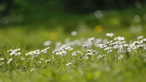 Image white and yellow flowers on green grass field