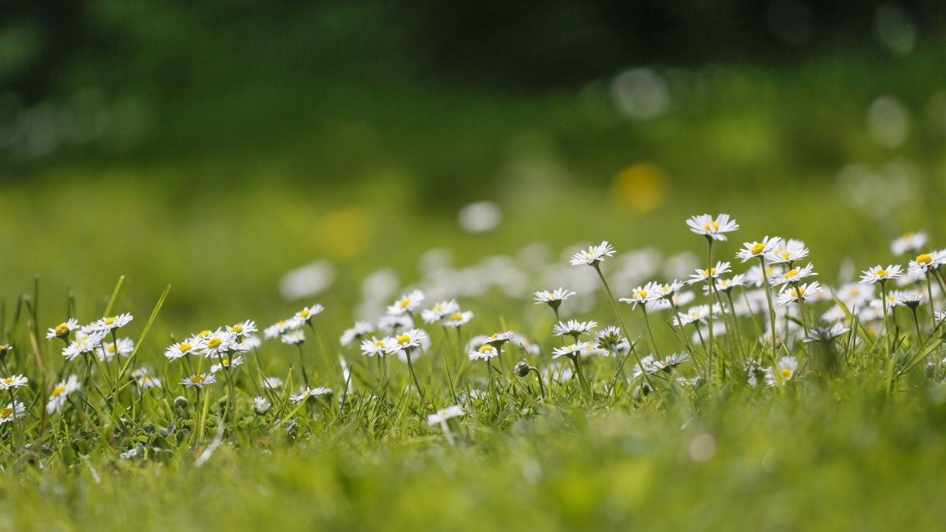 white and yellow flowers on green grass field