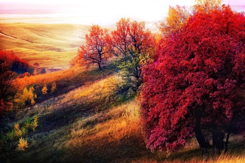 Image red and green trees under white sky during daytime