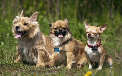 Image 2 brown and white dogs on green grass field during daytime