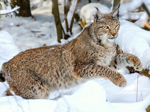 Image brown and black cat on snow covered ground