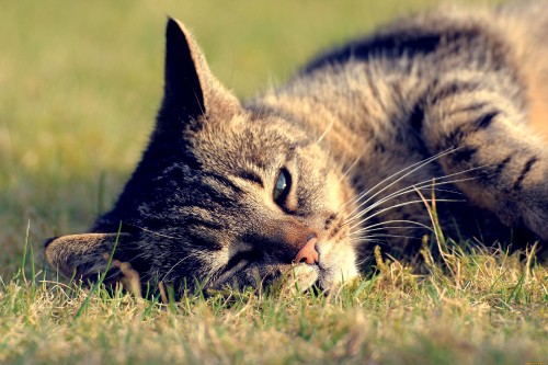 Image silver tabby cat lying on green grass during daytime