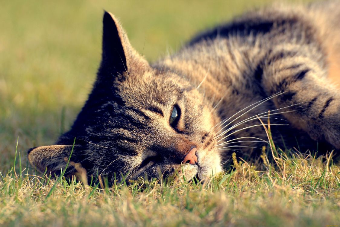 silver tabby cat lying on green grass during daytime