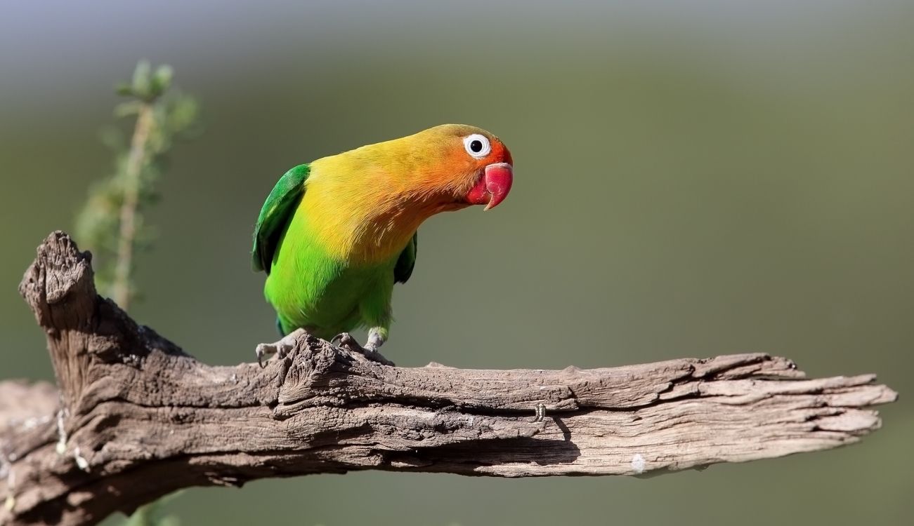 Green Yellow and Red Bird on Brown Tree Branch. Wallpaper in 2048x1180 Resolution