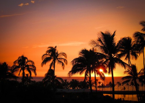 Image palm trees during golden hour