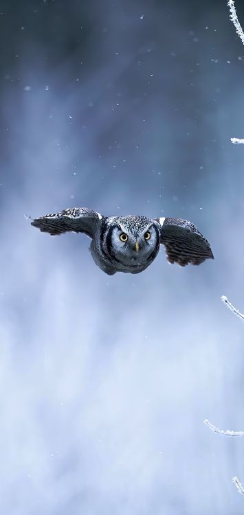 鸟, 气氛, Falconiformes, 翼, 猫头鹰 壁纸 1421x3000 允许