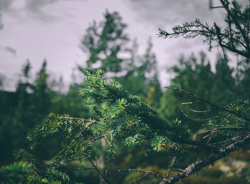 Image green tree under white clouds during daytime