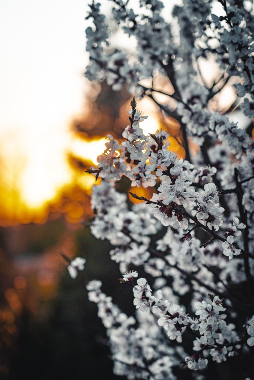 Image white cherry blossom in close up photography