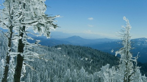 Image snow covered pine trees on mountain during daytime