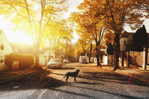 Image black dog standing on road near trees during daytime