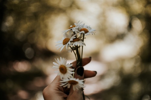 Image person holding white and yellow flower