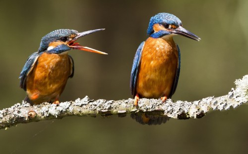 Image brown and blue bird on tree branch