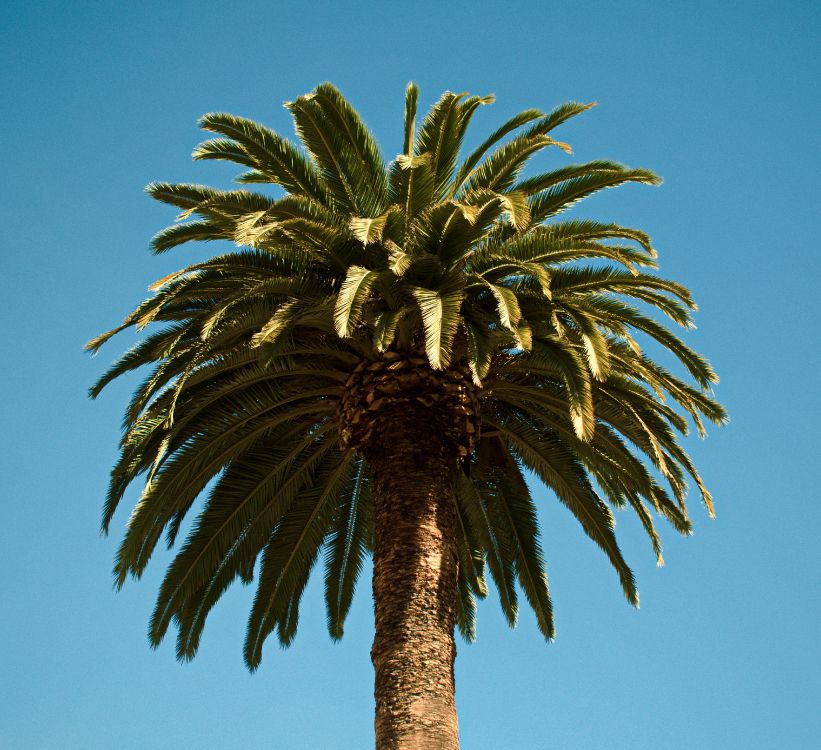 Palmera, Fecha de la Palma, Planta Leñosa, Planta Terrestre, Attalea Speciosa. Wallpaper in 4236x3865 Resolution