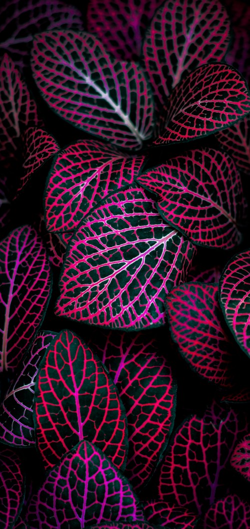 Image mac backdrop, plant, pink, terrestrial plant, art