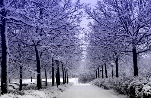 Image snow covered pathway between trees