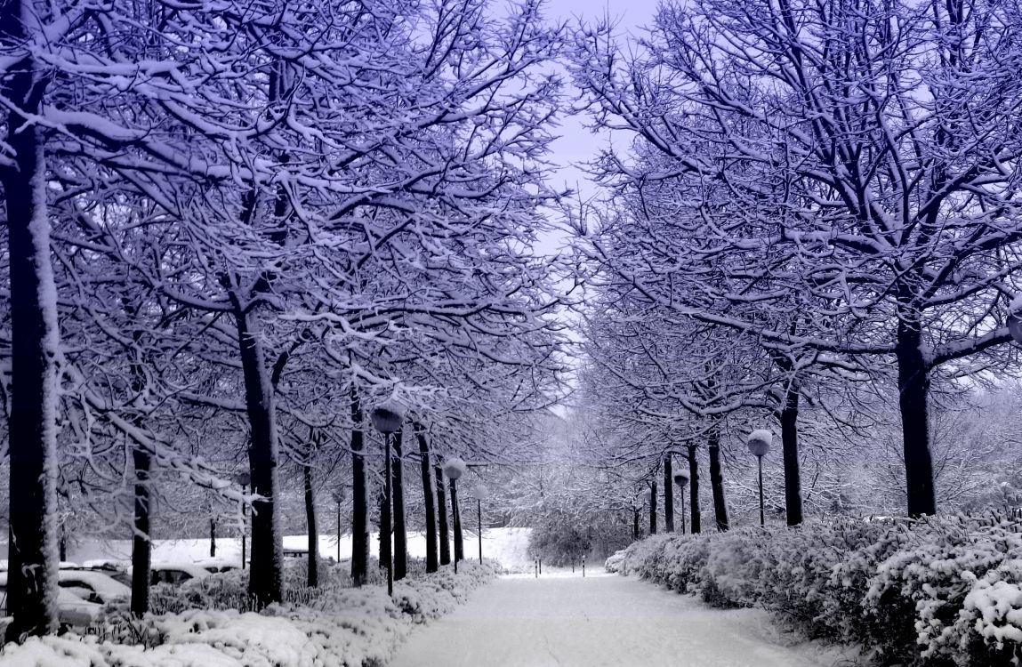 snow covered pathway between trees