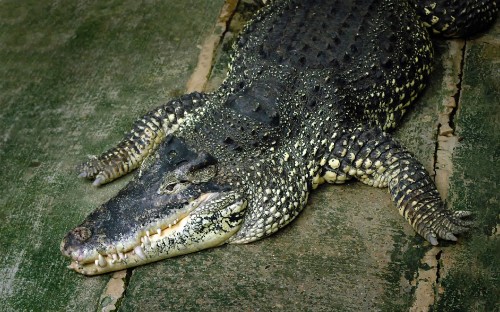 Image black crocodile on brown soil