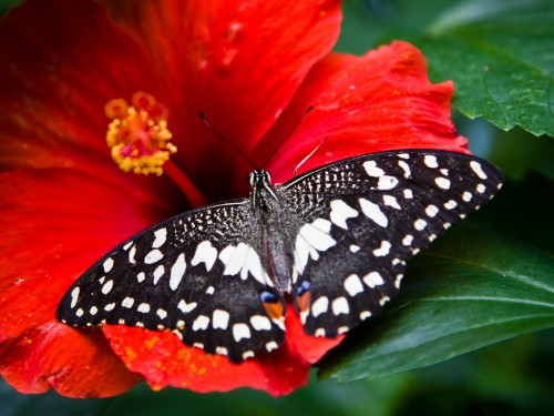 Image black and white butterfly on red flower