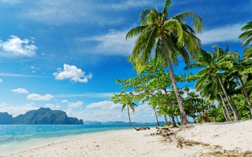 Image palm tree on white sand beach during daytime