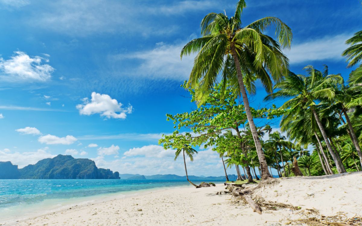 palm tree on white sand beach during daytime